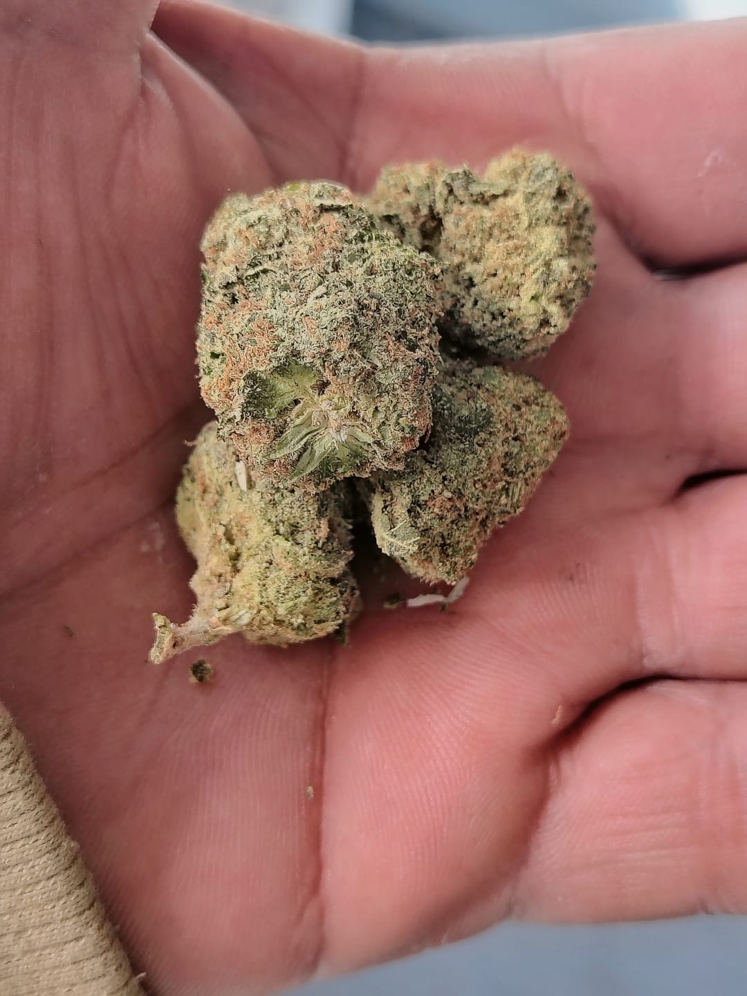 Customer photo review of Mixed Light THCA Flower