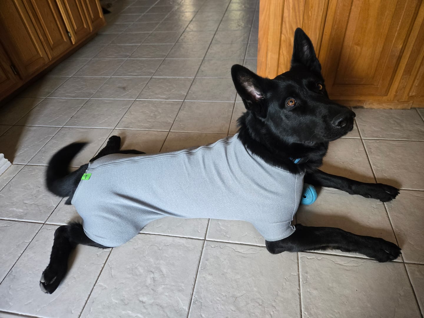 Customer photo review of Lick Sleeve® Recovery Suit