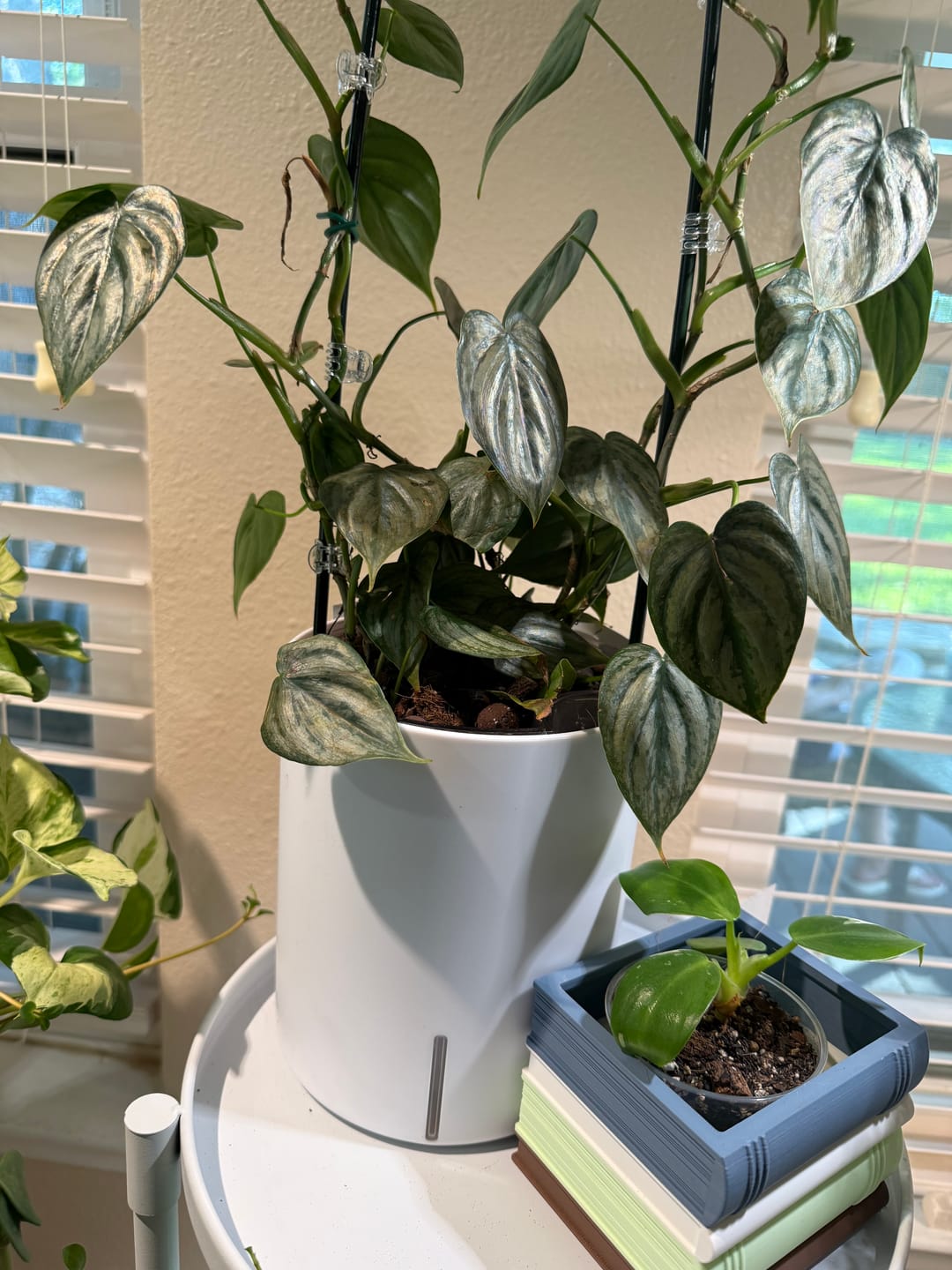 Customer photo review of Self-Watering Planter