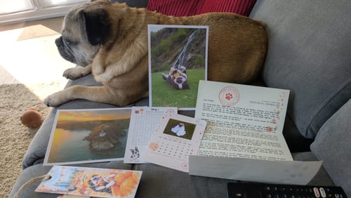 Customer's Toby's Letter Club items including a letter, postcards, and stickers on a sofa next to a pug.