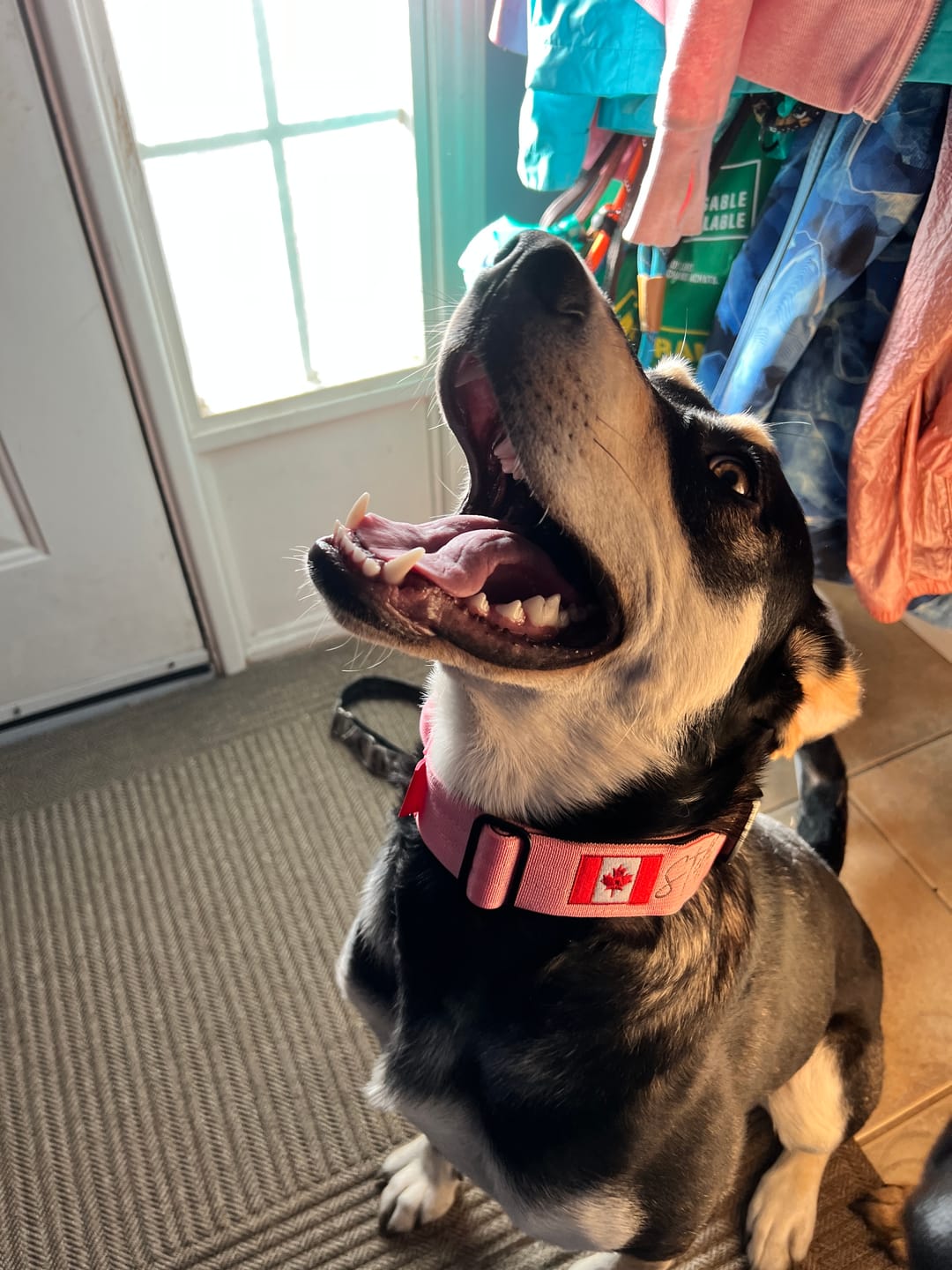 Customer photo review of 1.5" Tacti Slim Dog Collar - Bubblegum
