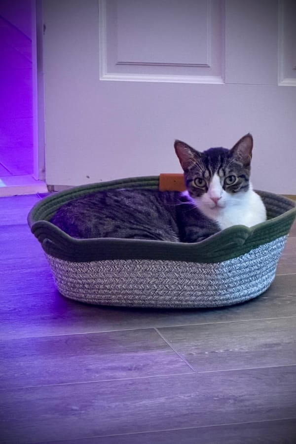 Customer photo review of Vyroon Wohlfühlnest™
