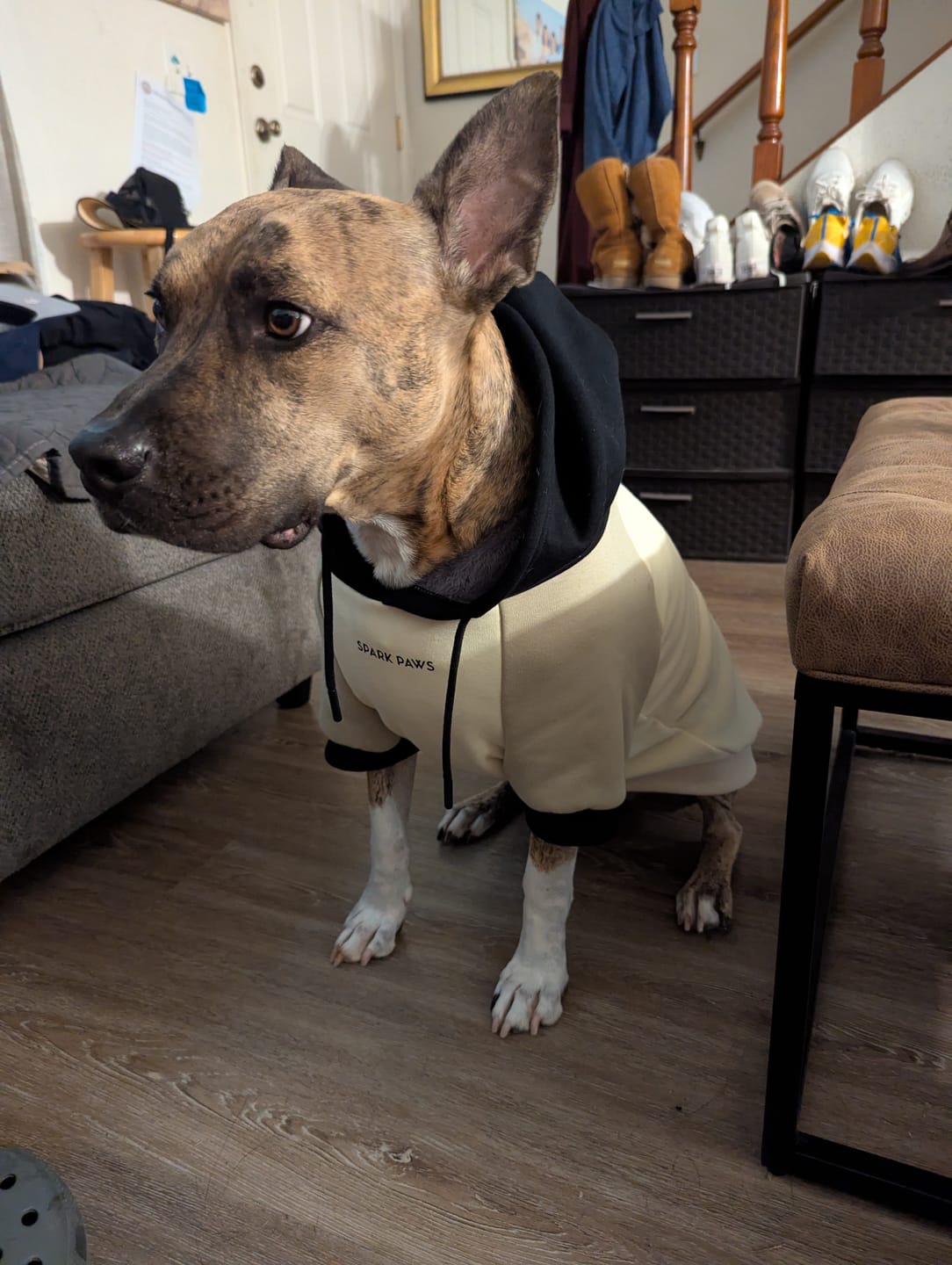Customer photo review of Color Block Dog Hoodies