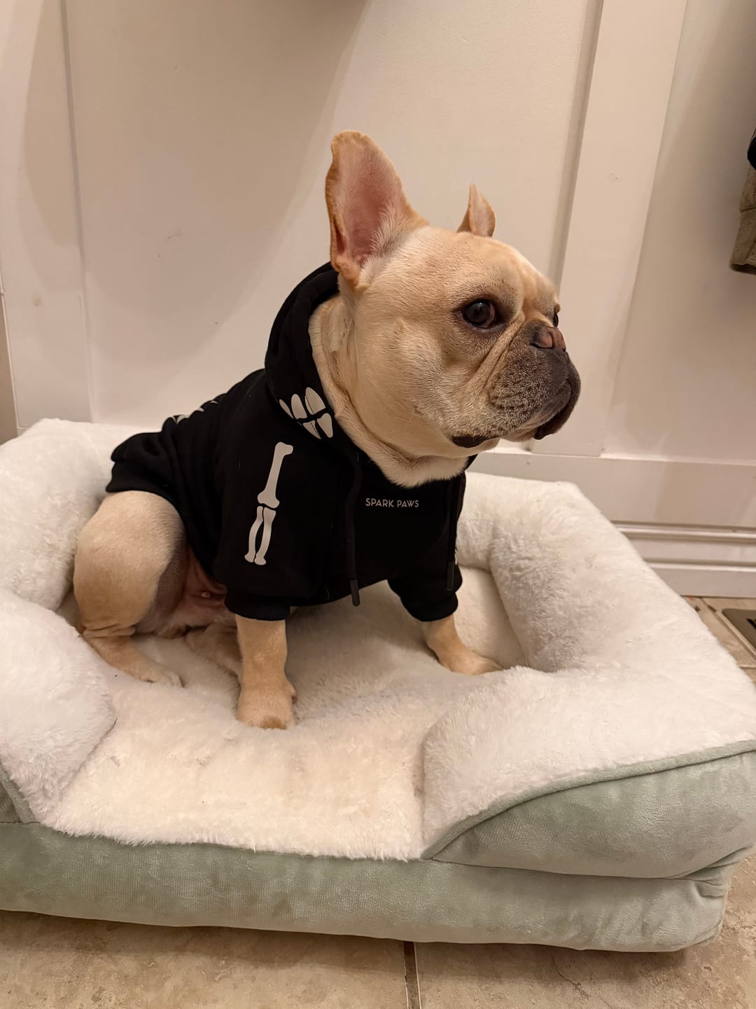 Customer photo review of Halloween Dog Hoodie - Reflective Skeleton