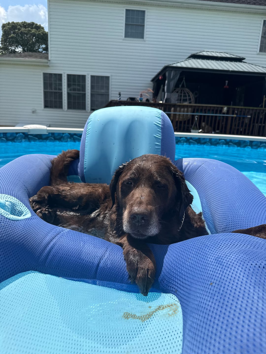 Customer photo review of OptiWize Collagen +Plus Dog and Cat Joint Health Supplement