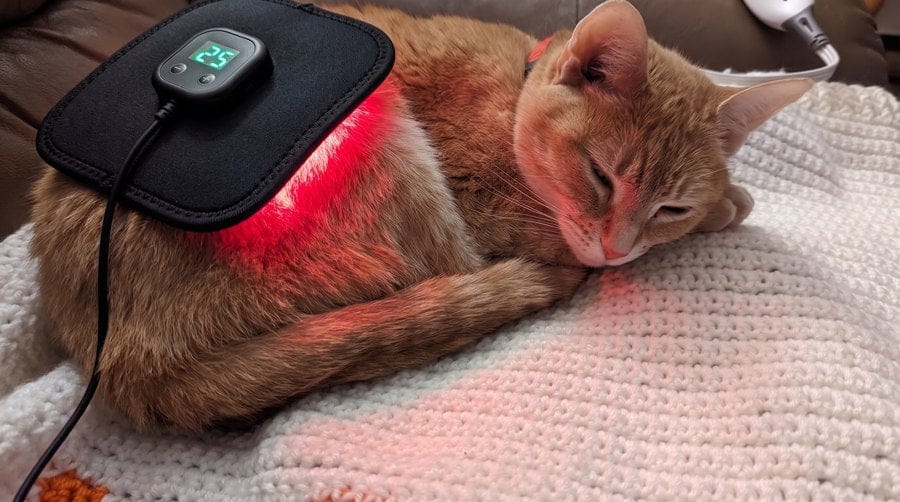 Customer photo review of Vetalux™ para gatos