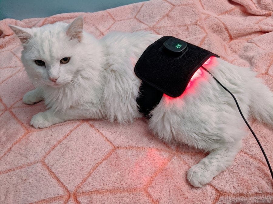 Customer photo review of Vetalux™ para gatos
