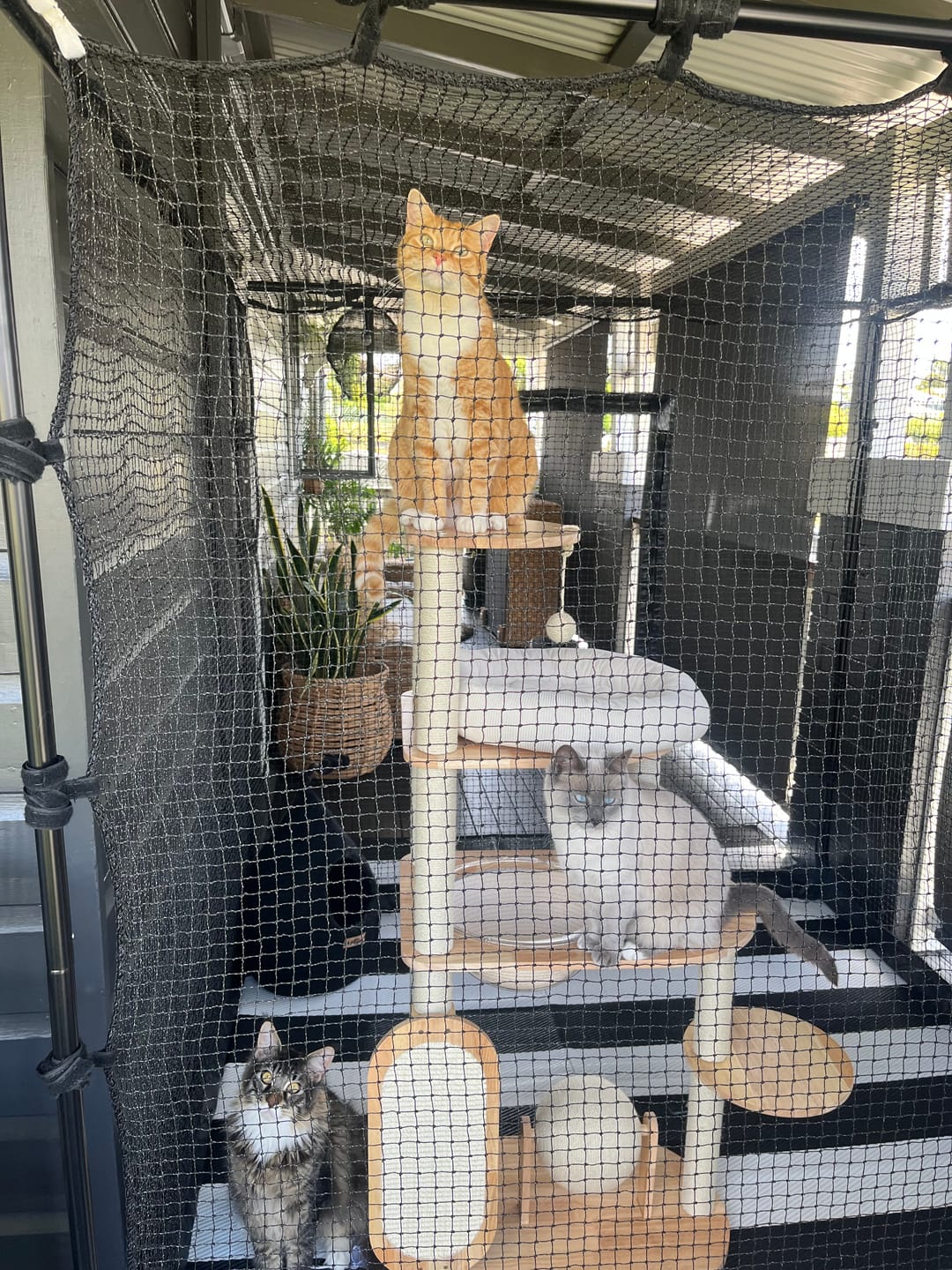 Customer photo review of Wooden Cat Tree with Vertical Sisal Scratching Board & Play Features