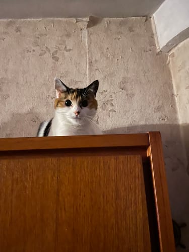 Customer's calico cat looking at the camera from atop a wooden cabinet