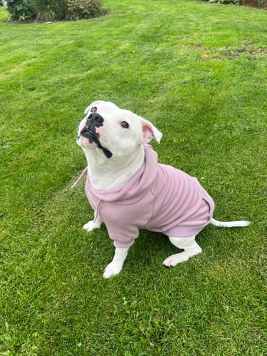 Customer's white pit bull in a soft pink Essential Dog Hoodie, looking up while sitting outdoors.