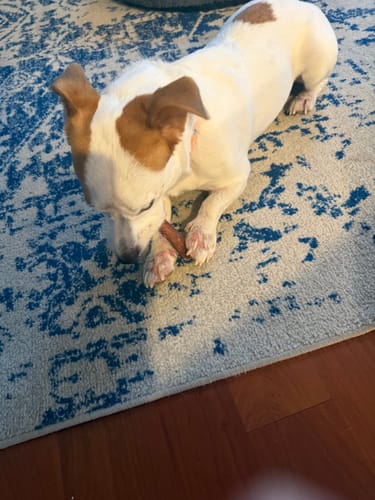 Reviewer's small dog chewing on a 6 Inch Standard Bully Stick while lying on a blue patterned rug.