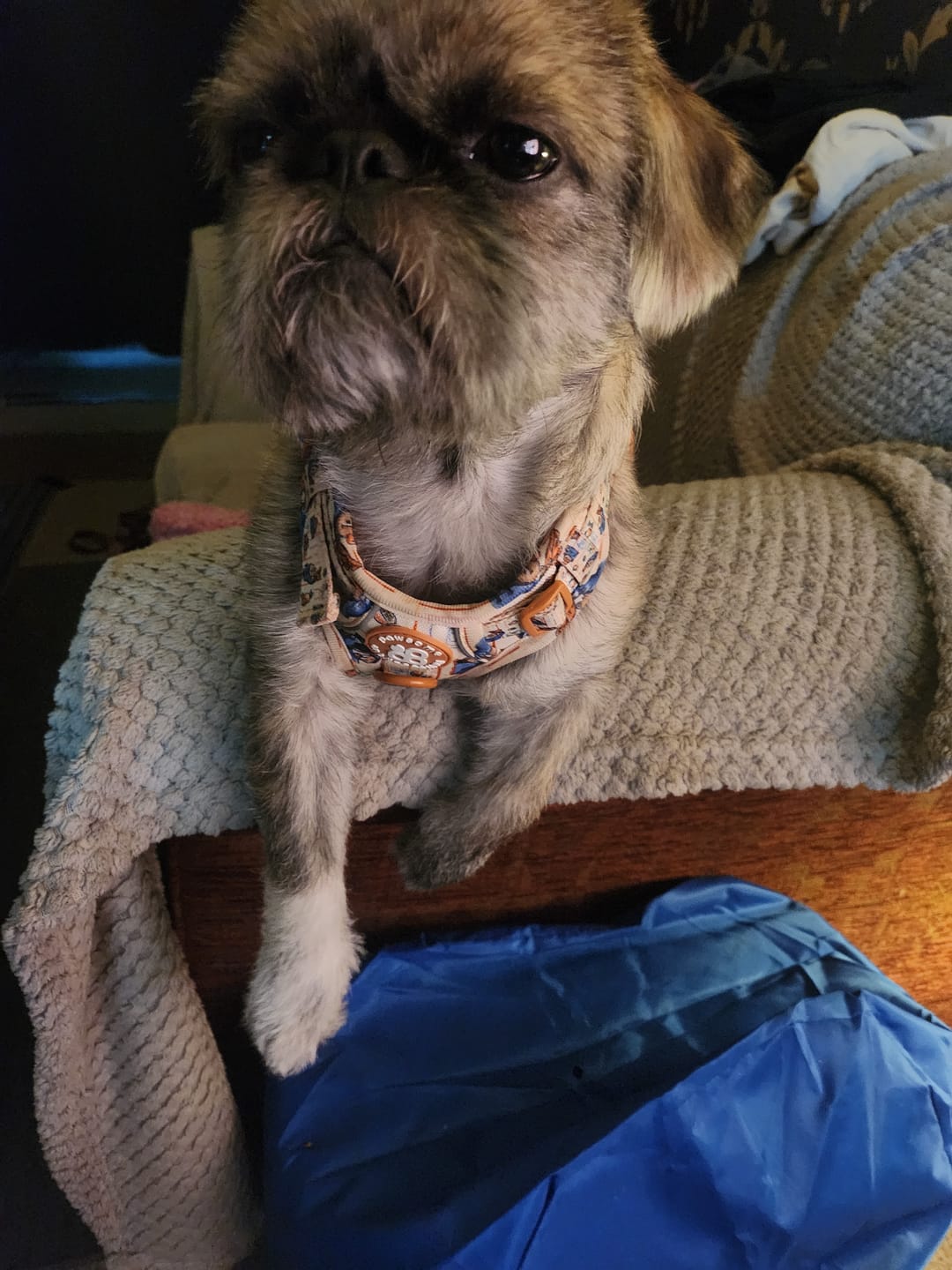 Customer photo review of Paddington™ Tough Trails™ Harness - Peckish Paddington