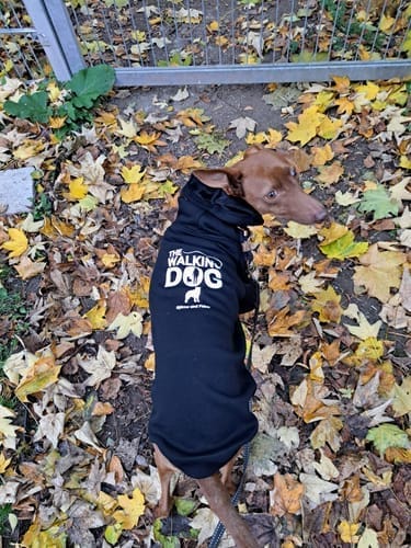 Customer photo review of Sudadera para perros personalizada - The Walking Dog