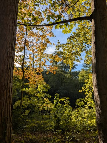 Customer's Autumn Gold Lightroom presets effect on a forest path framed by trees with warm, golden-hued leaves.