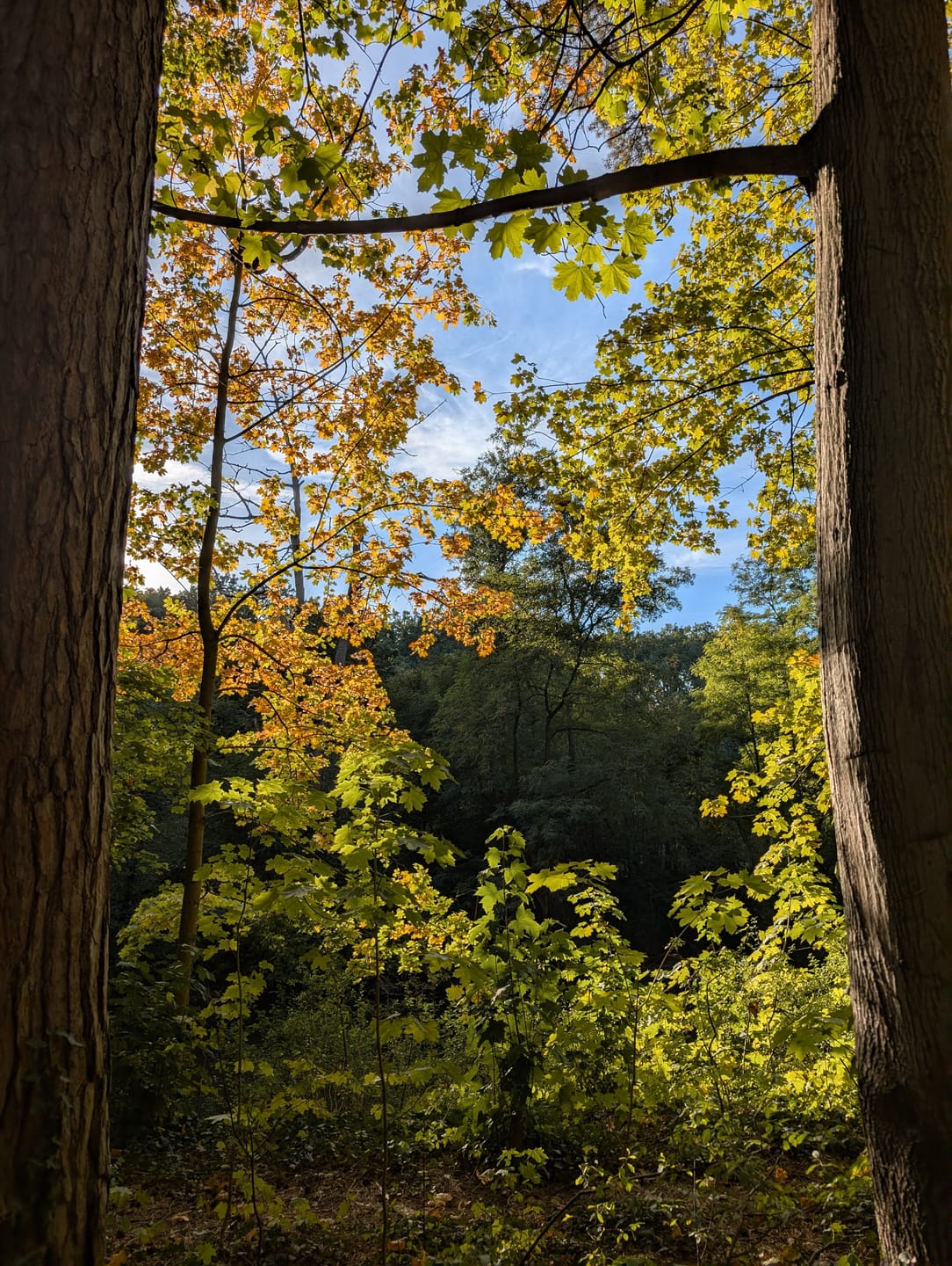 Customer photo review of Autumn Gold Lightroom Presets