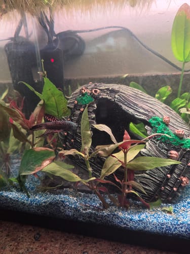Customer's Wild Smaragdina Copper Male Betta Fish swimming near a decorative rock cave in a lush aquarium