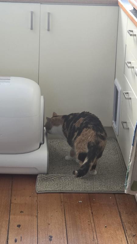 Customer photo review of Petbuds™ Pro 2026 Automatic Self-Cleaning Litter Box