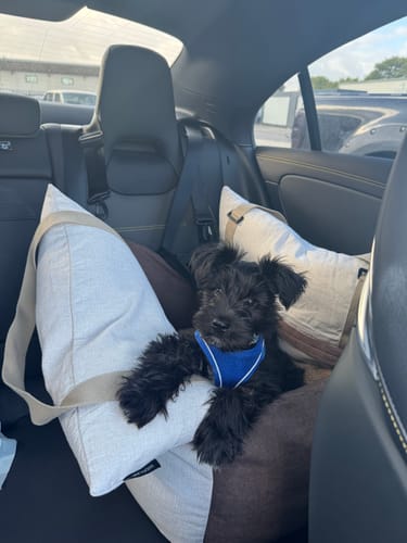 Customer photo review of Cozy Ride Car Seat Bed