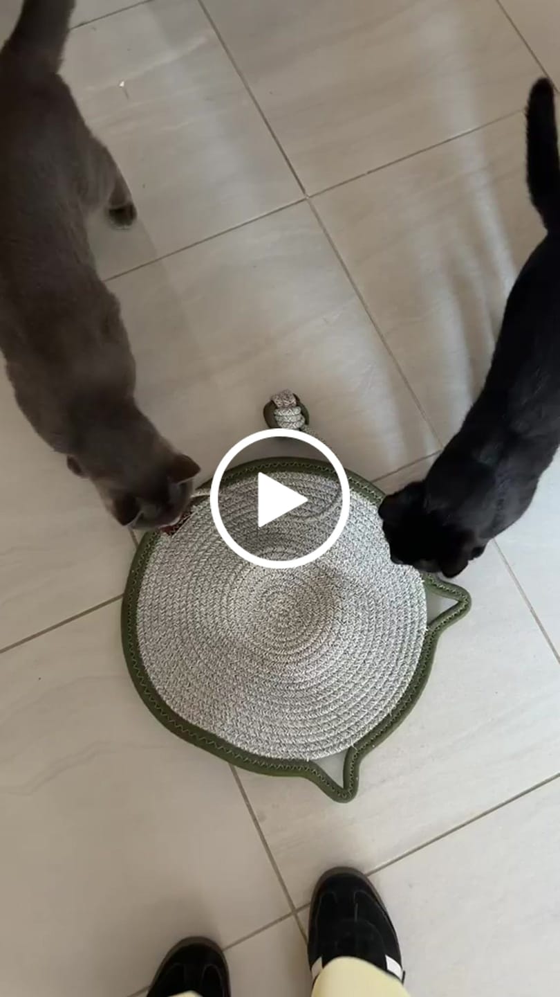Customer video review of Instinct Mat | The Scratching Mat Her Biology Actually Recognizes (NEW)