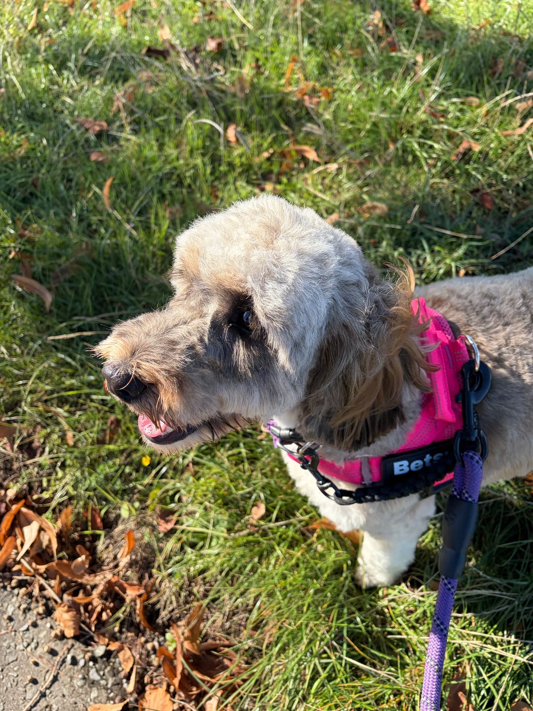 Customer photo review of ParoPet No-Pull Dog Harness