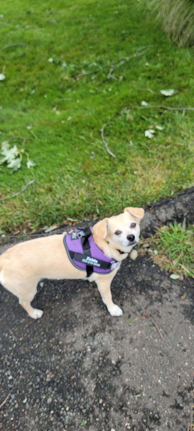 Customer photo review of Dogshood ™ No Pull Harness