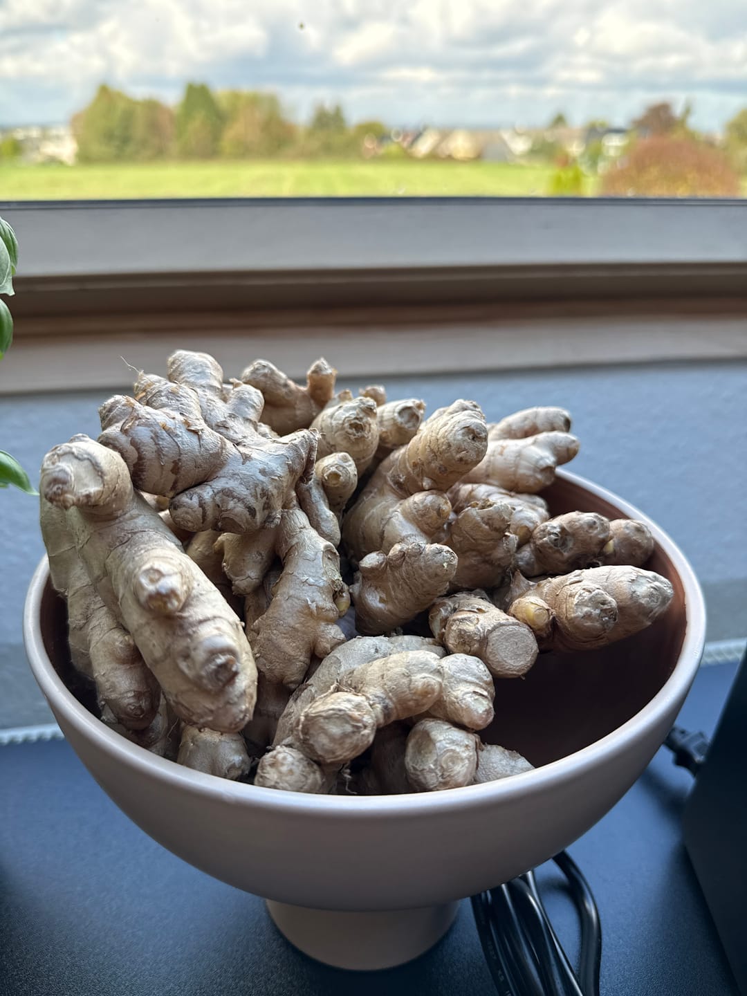 Customer photo review of Ingwer Bio aus Peru (mit Schale verwertbar) Aktionspreis %