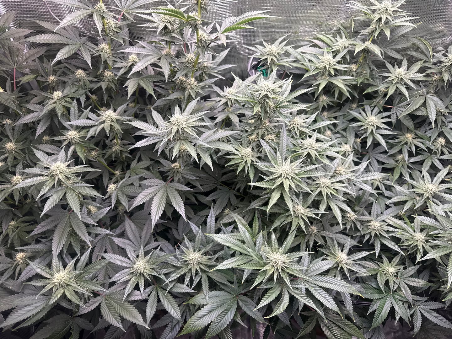 Customer photo review of Advanced Nutrients B-52