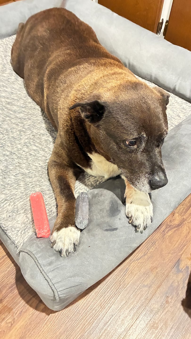 Customer photo review of Strawberry Himalayan Yak Chew (MEDIUM)