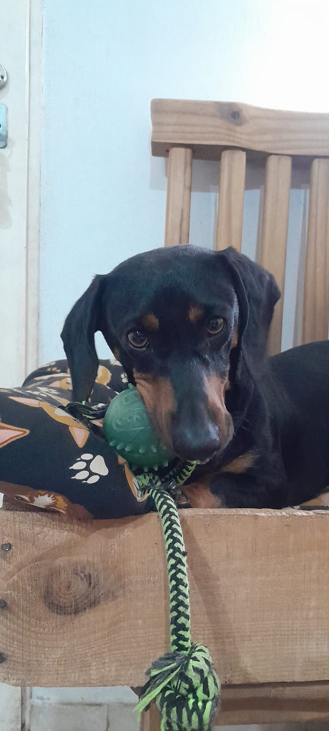 Customer photo review of Probioticos para perros