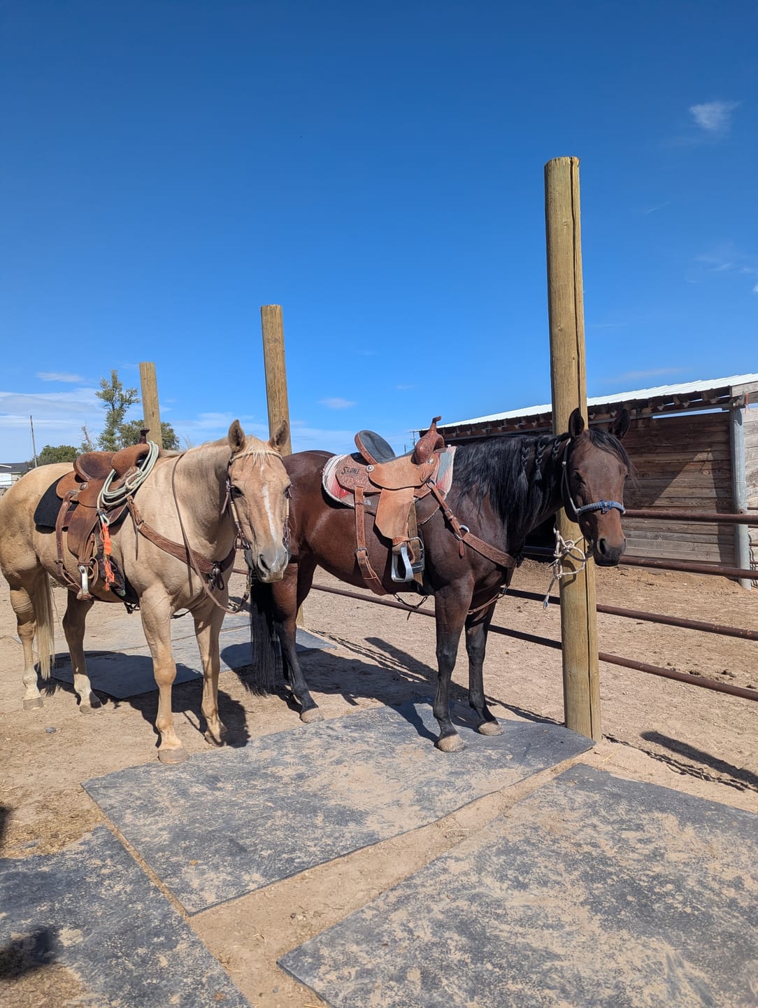 Customer photo review of OptiWize Collagen +Plus Horse Joint Supplement