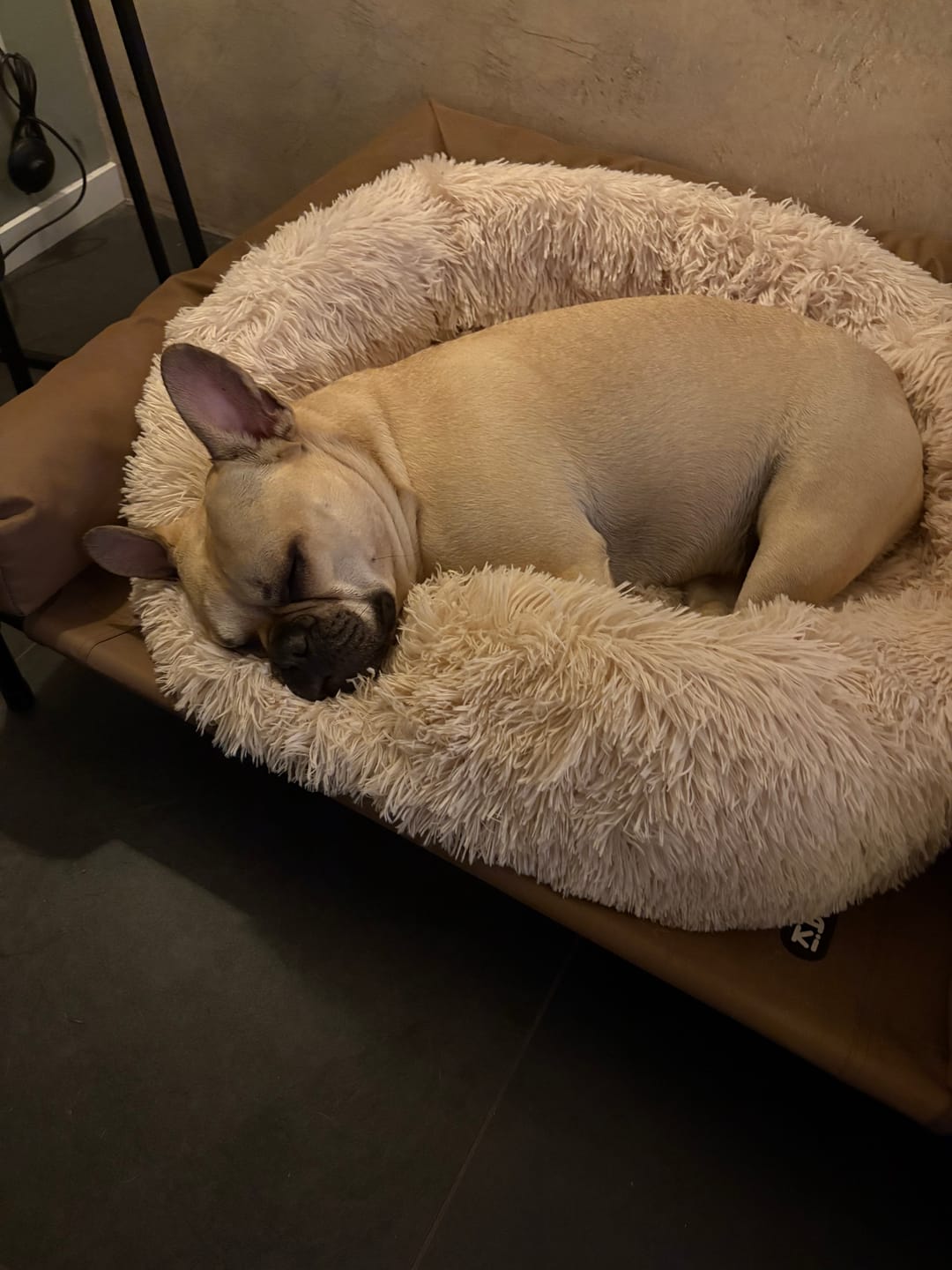 Customer photo review of Pet Perfect Fluffy Donut Hondenmand - Rond - Wasbaar