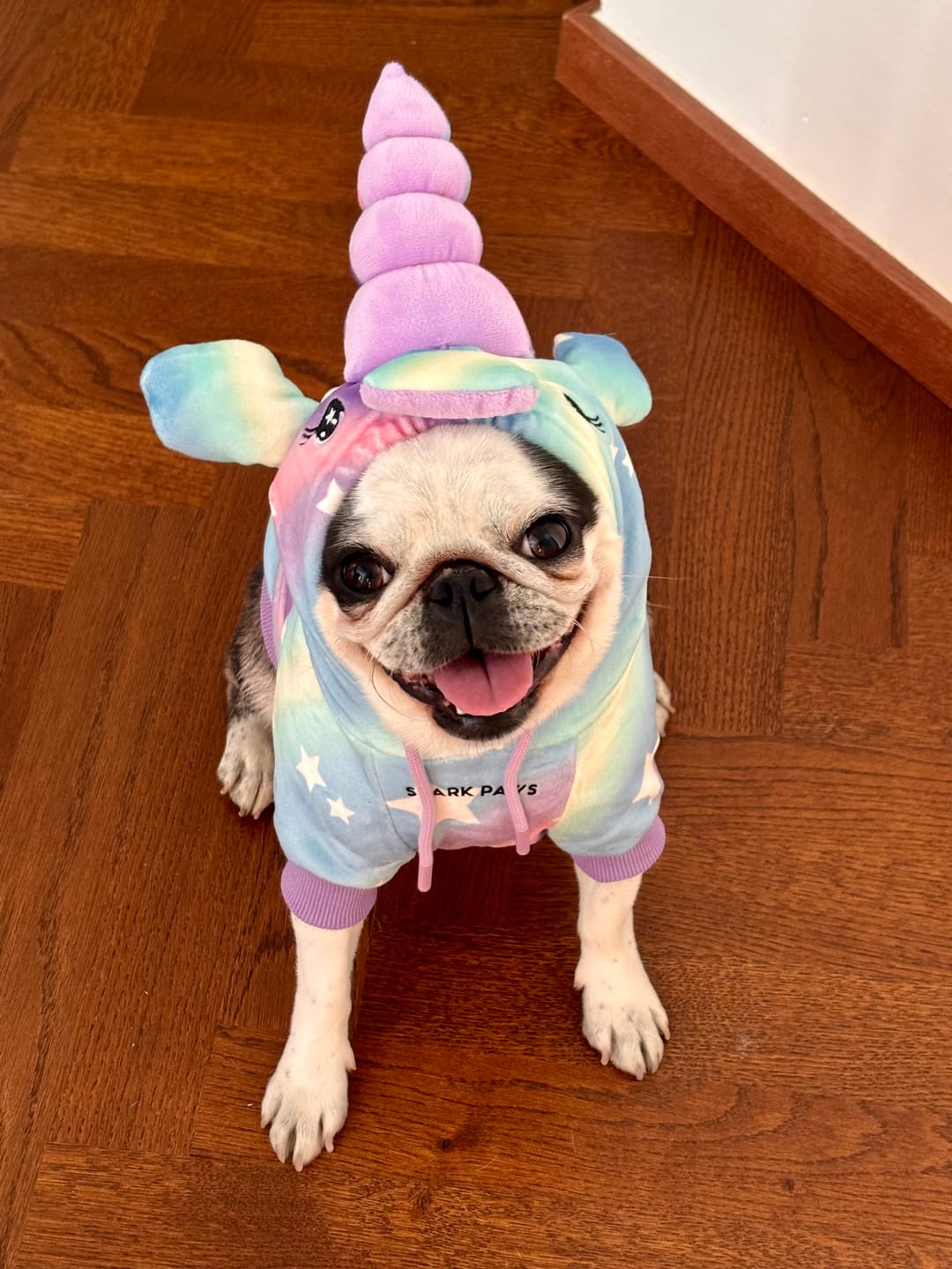 Customer photo review of Halloween Dog Hoodie - Unicorn
