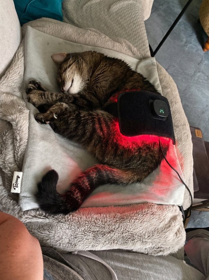 Customer photo review of Vetalux™ para gatos