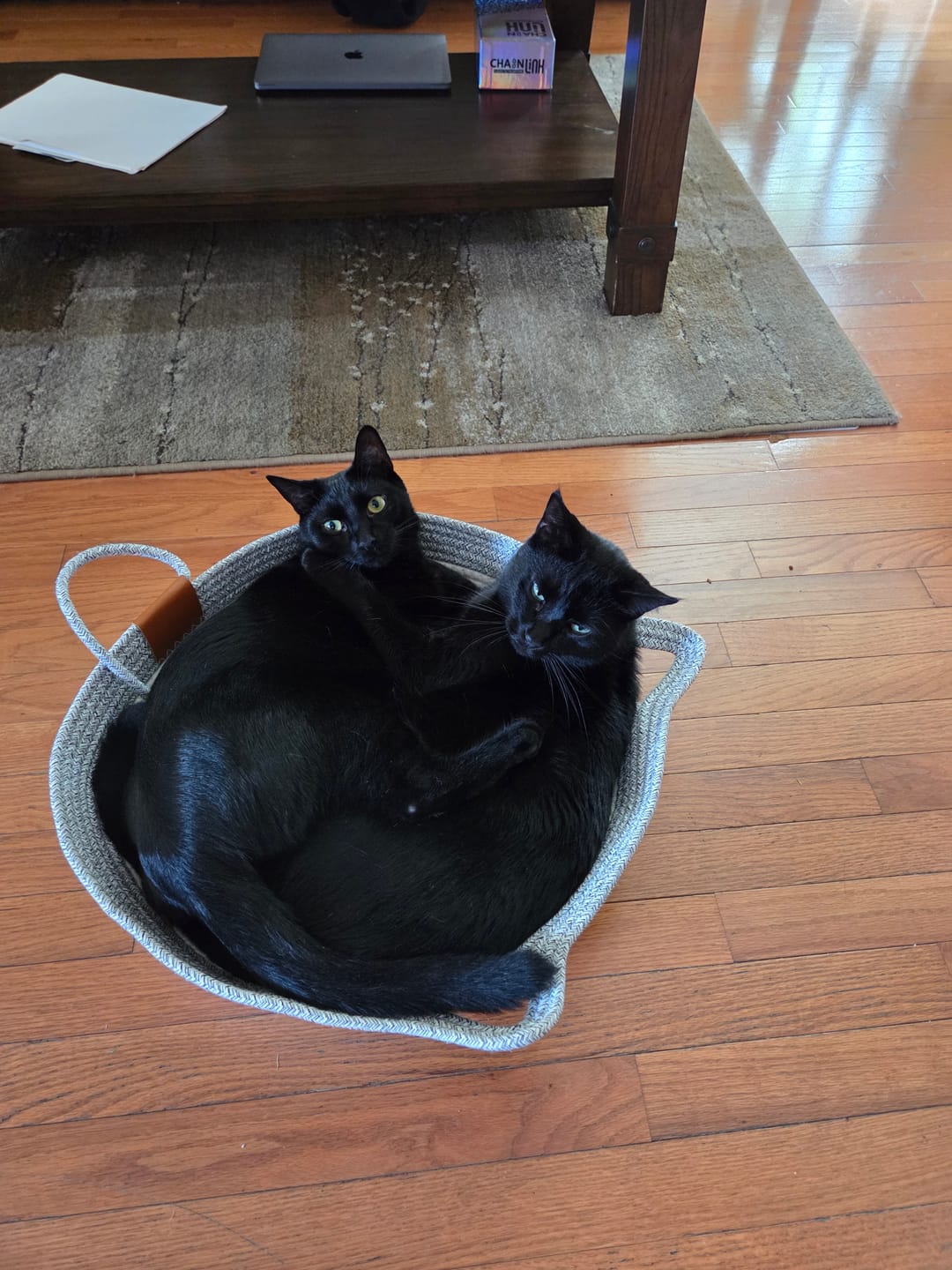 Customer photo review of Instinct Basket | Meet the first research-backed natural territory for indoor cats