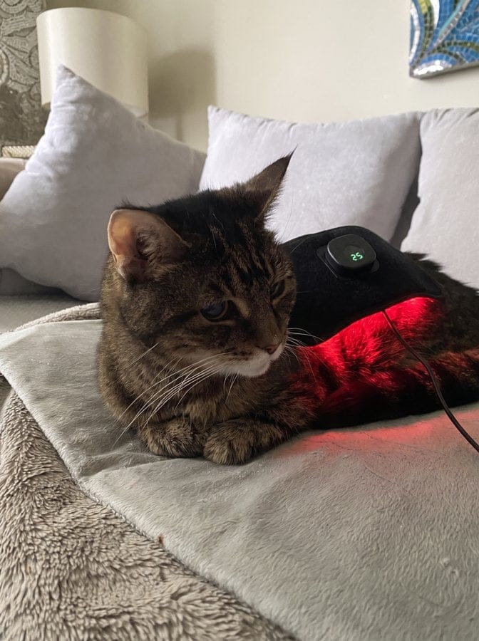 Customer photo review of Vetalux™ para gatos