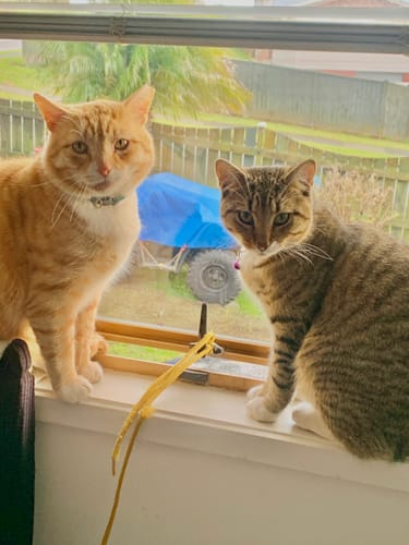 Customer photo review of Revolution PLUS for Medium Cats 2.5-5kg
