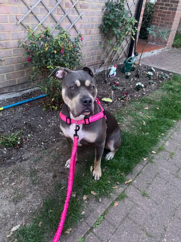 Customer's ParoPet No Pull Dog Harness in bright pink worn by a large dog sitting in a garden.