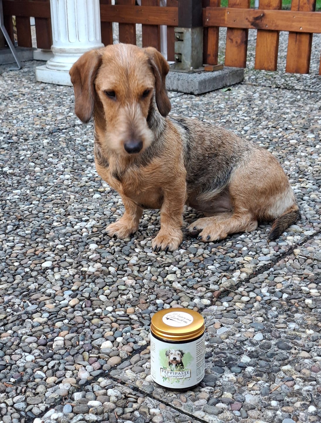 Customer photo review of PeppiPaste - Darmpower | Natürliche Darmpflege für Hunde | 220g