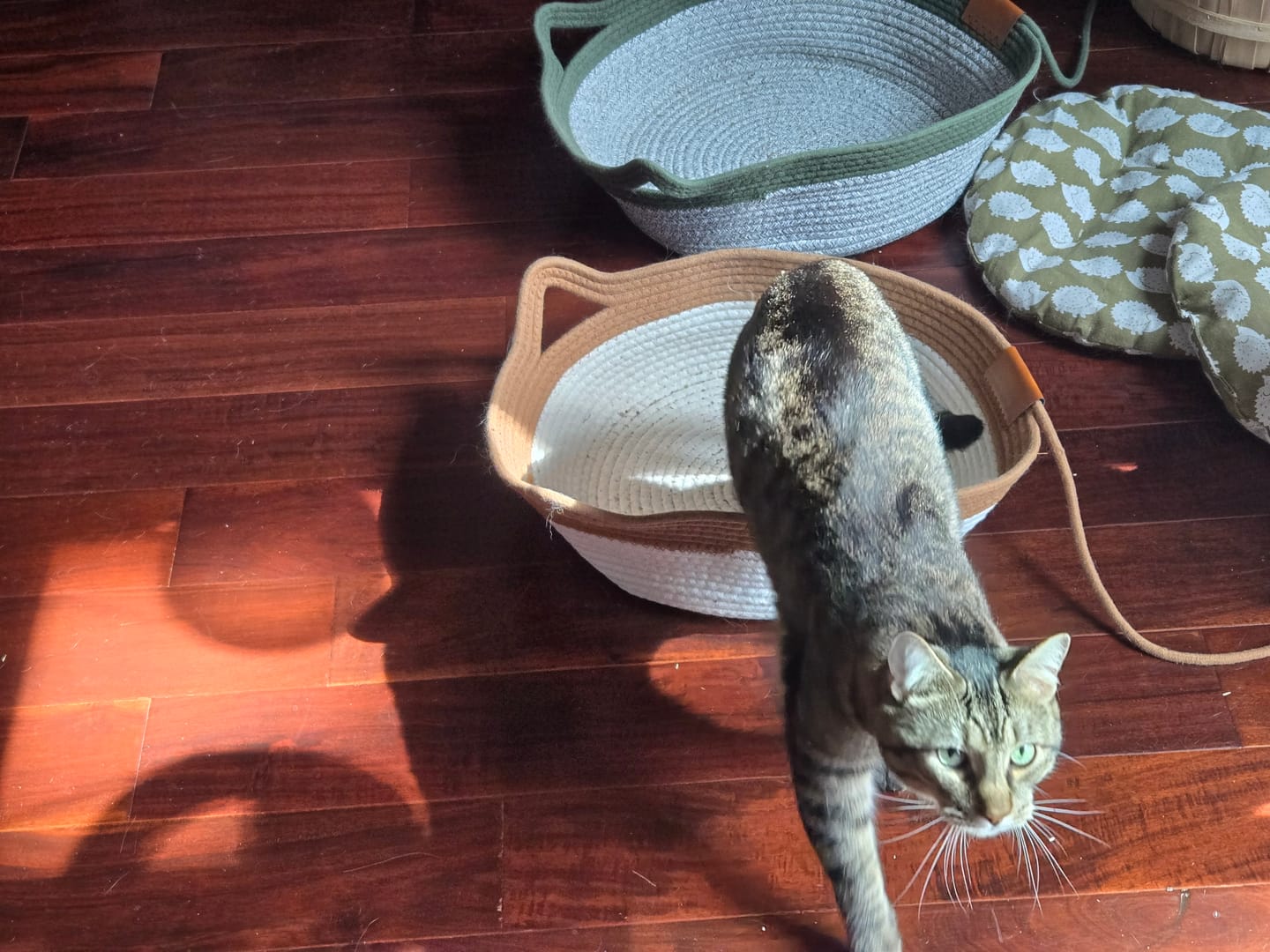 Customer photo review of Instinct Basket | Meet the first research-backed natural territory for indoor cats