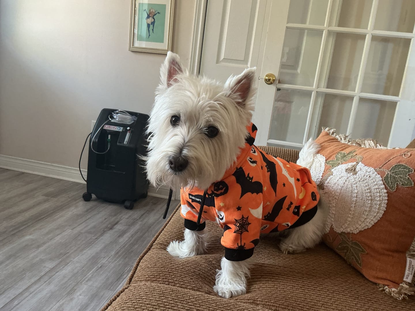 Customer photo review of Halloween Dog Hoodie - Orange