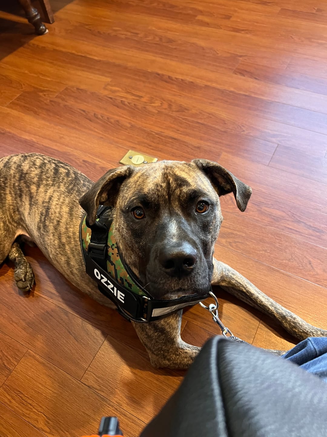 Customer photo review of Dogshood ™ No Pull Harness