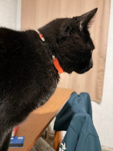 Customer photo review of Collar PVC Lavable Abrefácil (Gato)