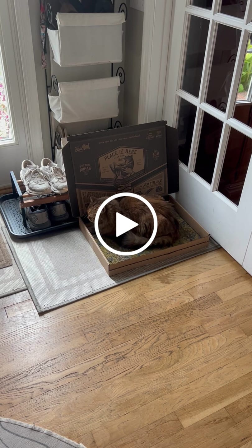 Customer video review of Little Birds - Luxury Cat Scratching Board