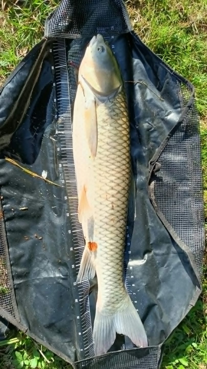 Customer photo review of Flavoured Pellets 1kg – Gearomatiseerde Pellets