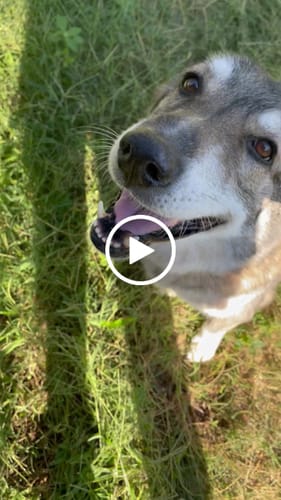 Customer video review of K9 Belly Bliss™
