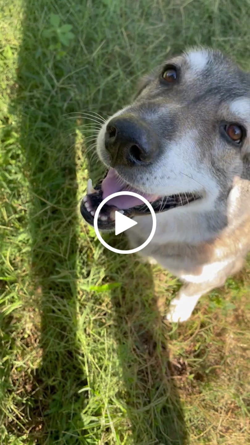 Customer video review of K9 Belly Bliss™