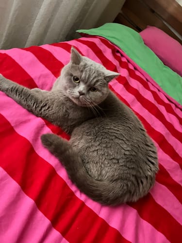 Customer photo review of Cozy Home Popping Colors Çift Kişilik Lastikli Çarşaflı Nevresim Takımı Cherie Yeşil