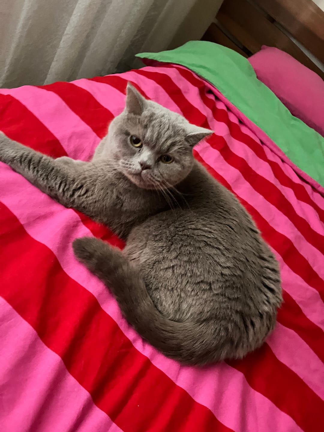 Customer photo review of Cozy Home Popping Colors Çift Kişilik Lastikli Çarşaflı Nevresim Takımı Cherie Yeşil