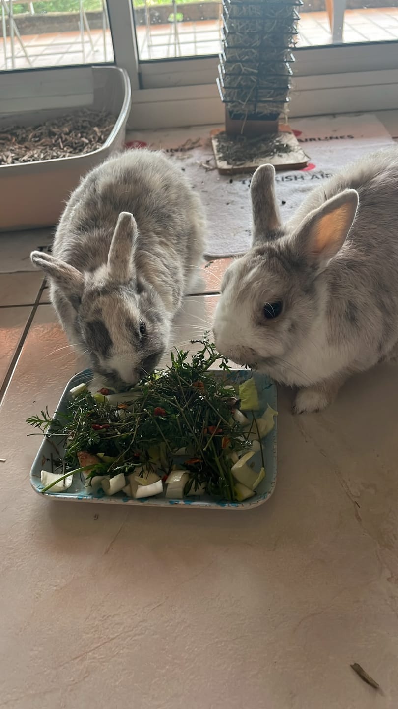 Customer photo review of La Cueillette d'Halloween - Box d'octobre pour lapin & cochon d'Inde | Édition limitée