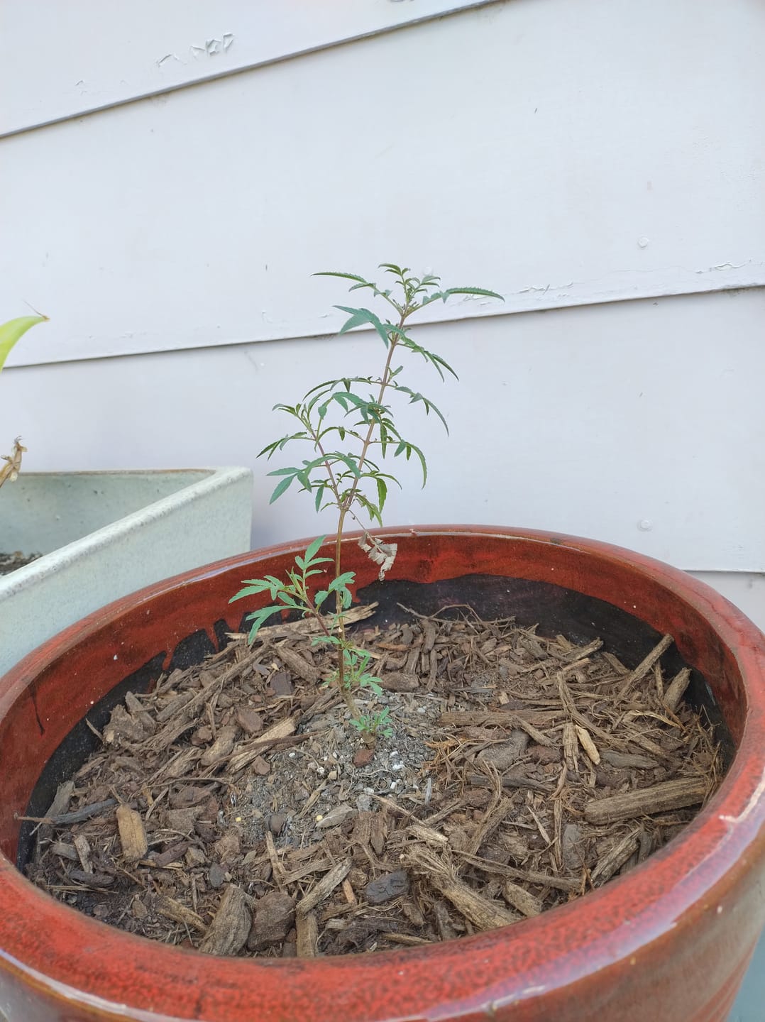 Customer photo review of Mexican Marigold - Tagetes lemmonii